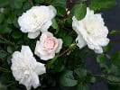 Sea Foam (Bodendecker) Bild der Rose 'Sea Foam' (Bodendecker)