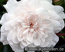 Sea Foam (Bodendecker) Bild der Rose 'Sea Foam' (Bodendecker)