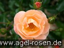 Bild der Rose 'Sedana' (Bodendecker)