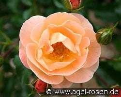 Sedana (Bodendecker) Bild der Rose 'Sedana' (Bodendecker)