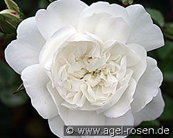 Snow Ballett (Bodendecker) Bild der Rose 'Snow Ballett' (Bodendecker)