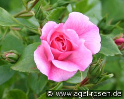 Sommermelodie (Bodendecker) Bild der Rose 'Sommermelodie' (Bodendecker)