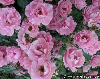Sommerwind (Bodendecker) Bild der Rose 'Sommerwind' (Bodendecker)