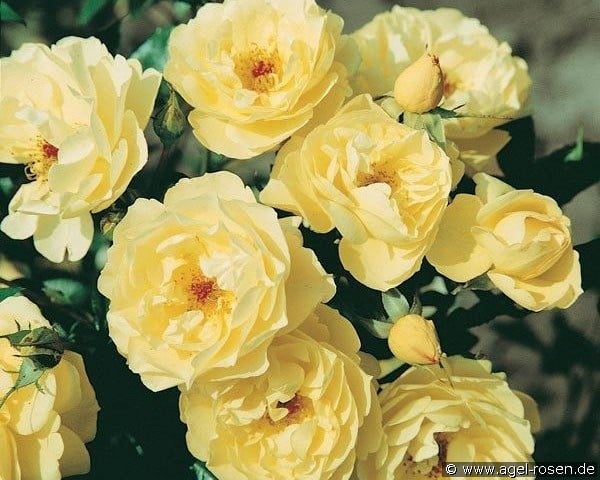 Sonnenschirm (Bodendecker) Bild der Rose 'Sonnenschirm' (Bodendecker)