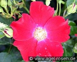 Sorrento (Bodendecker) Bild der Rose 'Sorrento' (Bodendecker)