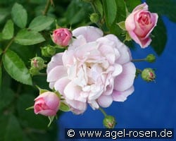 Souvenir de Greuville (Bodendecker) Bild der Rose 'Souvenir de Greuville' (Bodendecker)