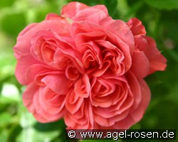 Spring Palace (Bodendecker) Bild der Rose 'Spring Palace' (Bodendecker)