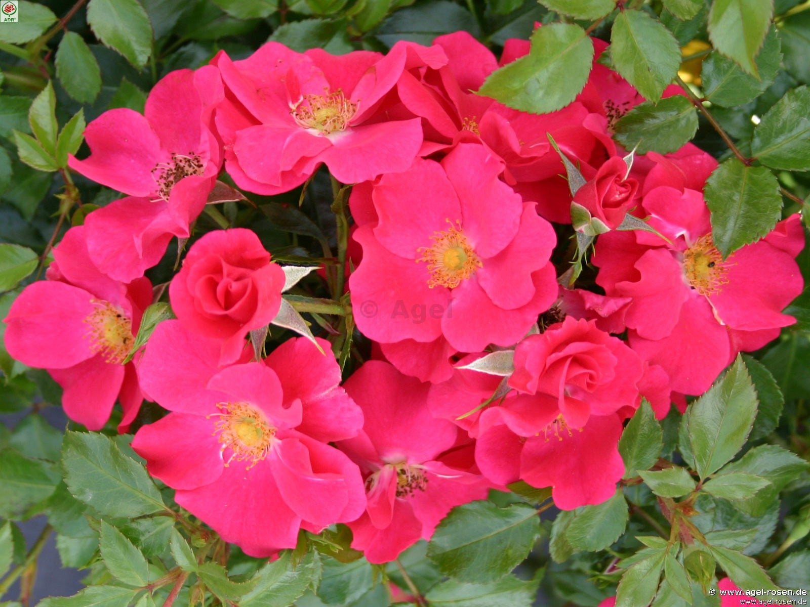 Bild der Rose 'Stadt Rome' (Bodendecker)