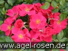 Bild der Rose 'Stadt Rome' (Bodendecker)