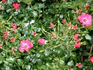 Stadt Rome (Bodendecker) Bild der Rose 'Stadt Rome' (Bodendecker)