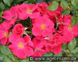 Stadt Rome (Bodendecker) Bild der Rose 'Stadt Rome' (Bodendecker)