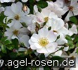 Bild der Rose 'Sternenflor' (Bodendecker)
