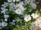 Sternenflor (Bodendecker) Bild der Rose 'Sternenflor' (Bodendecker)