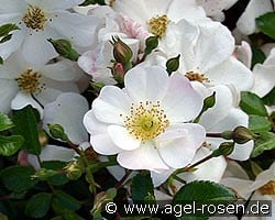 Sternenflor (Bodendecker) Bild der Rose 'Sternenflor' (Bodendecker)