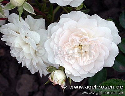 Swany (Bodendecker) Bild der Rose 'Swany' (Bodendecker)