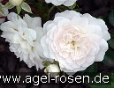 Swany (Bodendecker) Bild der Rose 'Swany' (Bodendecker)