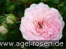Bild der Rose 'Tarantella' (Bodendecker)