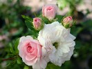 Tarantella (Bodendecker) Bild der Rose 'Tarantella' (Bodendecker)