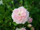 Tarantella (Bodendecker) Bild der Rose 'Tarantella' (Bodendecker)