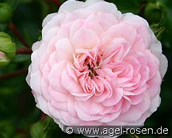 Tarantella (Bodendecker) Bild der Rose 'Tarantella' (Bodendecker)