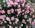 The Fairy (Bodendecker) Bild der Rose 'The Fairy' (Bodendecker)