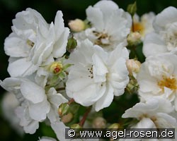 Wichtel (Bodendecker) Bild der Rose 'Wichtel' (Bodendecker)