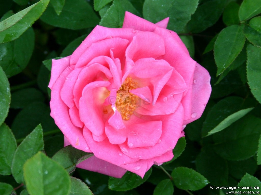 Picture of the rose 'Zépherine Drouhin' (Bourbon Rose)
