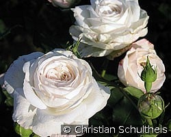 Boule de Neige (Bourbonrose) Bild der Rose 'Boule de Neige' (Bourbonrose)