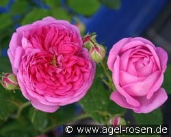 Charles Lawson (Bourbonrose) Bild der Rose 'Charles Lawson' (Bourbonrose)