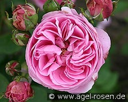 Louise Odier (Bourbonrose) Bild der Rose 'Louise Odier' (Bourbonrose)