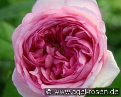Mme Ernest Calvat (Bourbonrose) Bild der Rose 'Mme Ernest Calvat' (Bourbonrose)