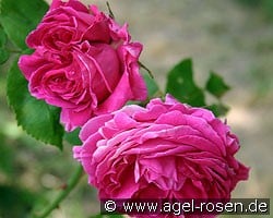 Mme. Isaac Pereire (Bourbonrose) Bild der Rose 'Mme. Isaac Pereire' (Bourbonrose)