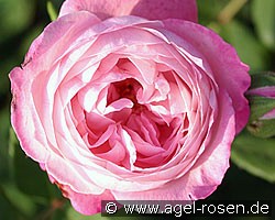 Mme. Pierre Oger (Bourbonrose) Bild der Rose 'Mme. Pierre Oger' (Bourbonrose)