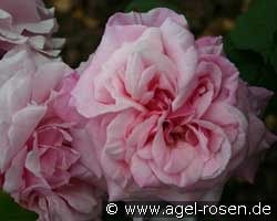 Mrs. Paul (Bourbonrose) Bild der Rose 'Mrs. Paul' (Bourbonrose)