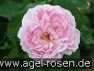 Bild der Rose 'Prince Napoléon' (Bourbonrose)