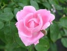 Prince Napoléon (Bourbonrose) Bild der Rose 'Prince Napoléon' (Bourbonrose)