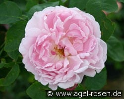 Prince Napoléon (Bourbonrose) Bild der Rose 'Prince Napoléon' (Bourbonrose)