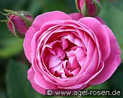 Reine Victoria (Bourbonrose) Bild der Rose 'Reine Victoria' (Bourbonrose)