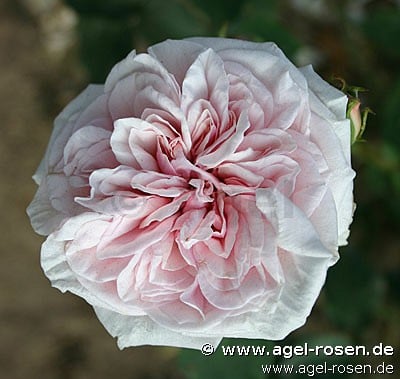 Souvenir de la Malmaison (Bourbonrose) Bild der Rose 'Souvenir de la Malmaison' (Bourbonrose)