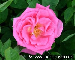 Zépherine Drouhin (Bourbonrose) Bild der Rose 'Zépherine Drouhin' (Bourbonrose)