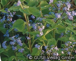 Kaukasusvergissmeinnicht (Stauden für Beete, Rabatten & Schnitt) Bild der Staude 'Kaukasusvergissmeinnicht' (Brunnera macrophylla)