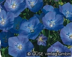 Karpaten-Glockenblume (Stauden für Steingärten & Trockenmauern) Bild der Staude 'Karpaten-Glockenblume' (Campanula carpatica 'Blaue Clips')