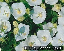 Karpaten-Glockenblume (Stauden für Steingärten & Trockenmauern) Bild der Staude 'Karpaten-Glockenblume' (Campanula carpatica 'Weiße Clips')