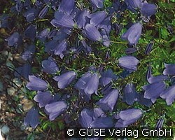 Zwerg-Glockenblume (Stauden für Steingärten & Trockenmauern) Bild der Staude 'Zwerg-Glockenblume' (Campanula cochleariifolia)