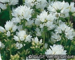 Knäuel-Glockenblume (Stauden für Beete, Rabatten & Schnitt) Bild der Staude 'Knäuel-Glockenblume' (Campanula glomerata 'Alba')