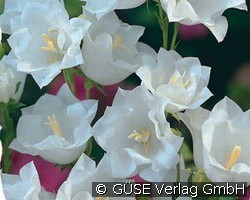 Glockenblume (Stauden für Beete, Rabatten & Schnitt) Bild der Staude 'Glockenblume' (Campanula persicifolia 'Grandiflora Alba')