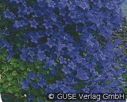 Glockenblume (Stauden für Steingärten & Trockenmauern) Bild der Staude 'Glockenblume' (Campanula portenschlagiana 'Birch Hybrid')