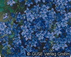 Polster-Glockenblume (Stauden für Steingärten & Trockenmauern) Bild der Staude 'Polster-Glockenblume' (Campanula poscharskyana)