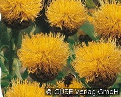 Riesen-Flockenblume (Stauden für Beete, Rabatten & Schnitt) Bild der Staude 'Riesen-Flockenblume' (Centaurea macrocephala)