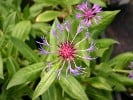 Bergkornblume (Stauden für Beete, Rabatten & Schnitt) Bild der Staude 'Bergkornblume' (Centaurea montana 'Grandiflora')